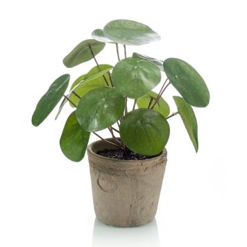 Gerviplanta penigaplanta Pilea Emerald 22cm