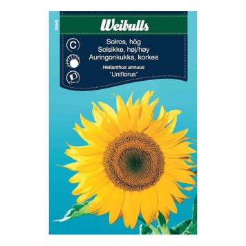 Sólblóm 'Uniflorus' fræ Weibulls Helianthus annuus