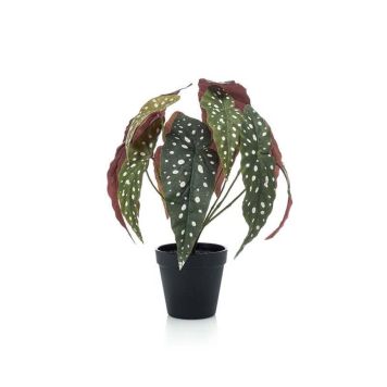 Gerviplanta Begonia Emerald 33cm