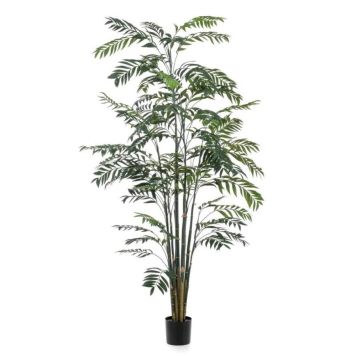 Gerviplanta bambus Emerald 245cm