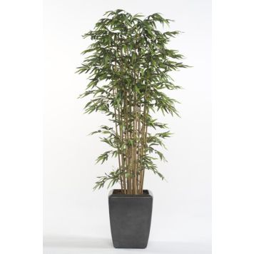 Gerviplanta Bambustré 175cm Emerald