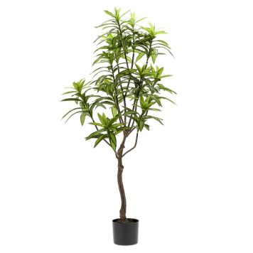 Gerviplanta Dracaena Emerald 130cm