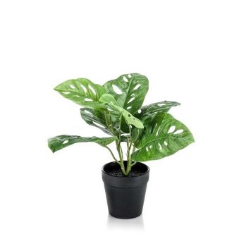 Gerviplanta Monstera Emerald 30cm