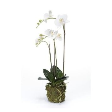 Gerviblóm orkidea með mosa Phalaenopsis Emerald 70cm hvít