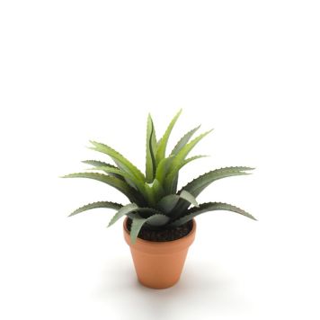 Gerviplanta Agave Emerald 18cm