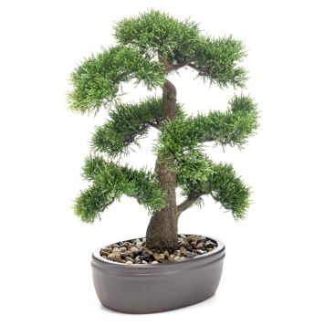 Gerviplanta bonsai tré Cedar Emerald 45cm