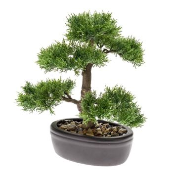 Gerviplanta bonsai tré Cedar Emerald 35cm