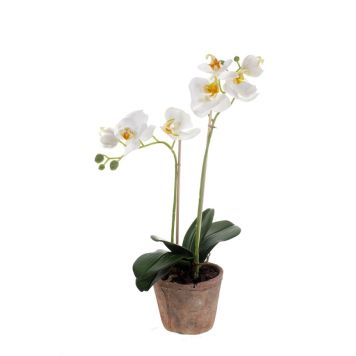 Gerviblóm orkidea Phalaenopsis Emerald 56cm hvít