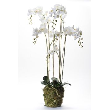 Gerviblóm orkidea með mosa Phalaenopsis Emerald 145cm hvít