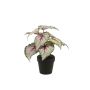 Gerviplanta Begonia Emerald 25cm