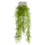 Gerviplanta hangandi Asparagus Plumosus Emerald 80cm