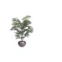 Gerviplanta Paradísarpálmi Emerald 150cm