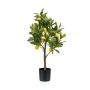 Gerviplanta Citrus Emerald 72cm