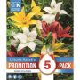 Vorlaukur Lilium Asiatic mix 5stk 