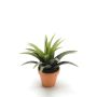 Gerviplanta Agave Emerald 18cm