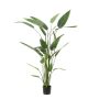 Gerviplanta Heliconia Emerald 175cm