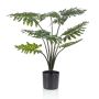 Gerviplanta Philodendron Emerald 80cm