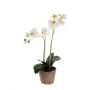 Gerviblóm orkidea Phalaenopsis Emerald 56cm hvít